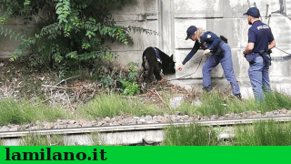 cronaca_lombardia