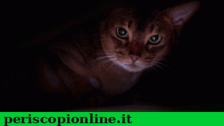 il_quotidiano