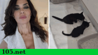 maria_grazia_cucinotta_gattini_abbandonati_abbandono_animali