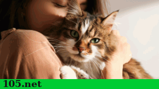 gatto_traduttore_applicazione