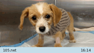 jack_russell_terrier_salvataggio_texas