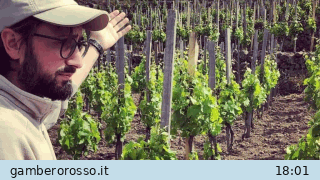 notizie_vino